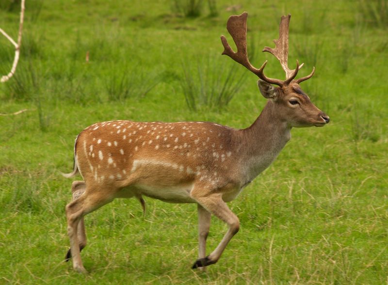 File:Fallow deer in field (cropped).jpg