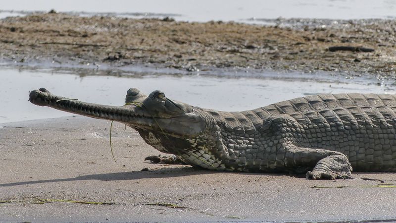 File:Gharial (29572915727).jpg