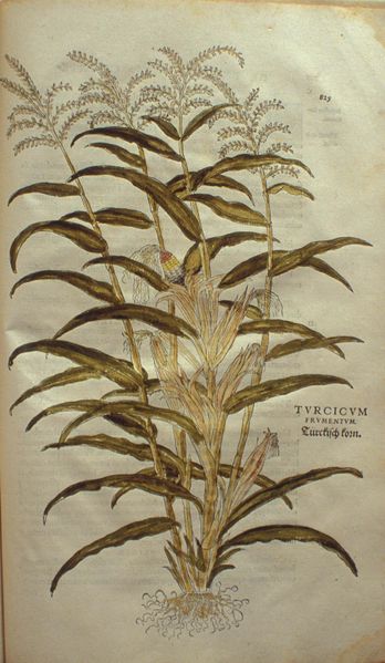 File:Maïs avant hybrides1.jpg