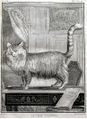Exposition Stanislas BU 2016-BuffonChat.jpg