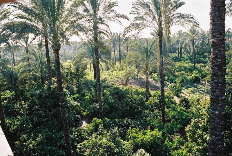 File:MotsAgro Agroforesterie 4.jpg
