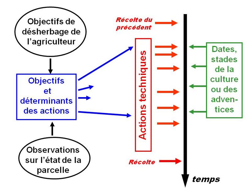 File:MotsAgro Mauvaise herbe Annexe 3 1.jpg