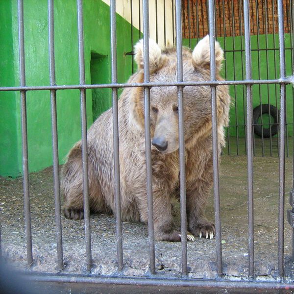 File:Ursus arctos isabellinus (in Perm Zoo).jpg