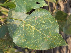 Populus, Melampsora larici-populina uredosori.jpg