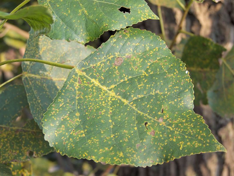 File:Populus, Melampsora larici-populina uredosori.jpg